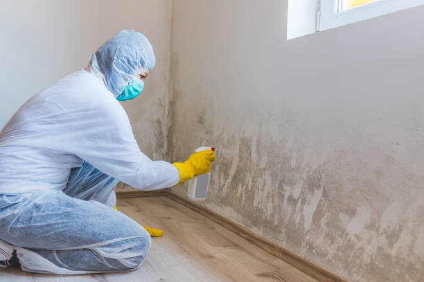 Licensed Mold Testing service in Lewisburg, KY - WQB Mold Removal